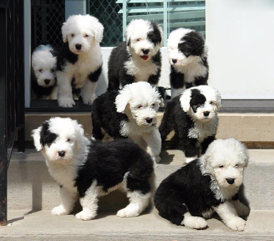 Interested in buying a Sheepdog Puppy? Chicago Old Interested in buying a Sheepdog Puppy? Chicago Old